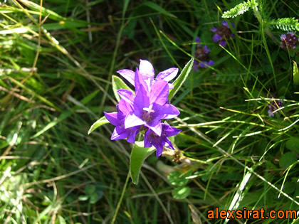 Campanula glomerata Val d'Aran